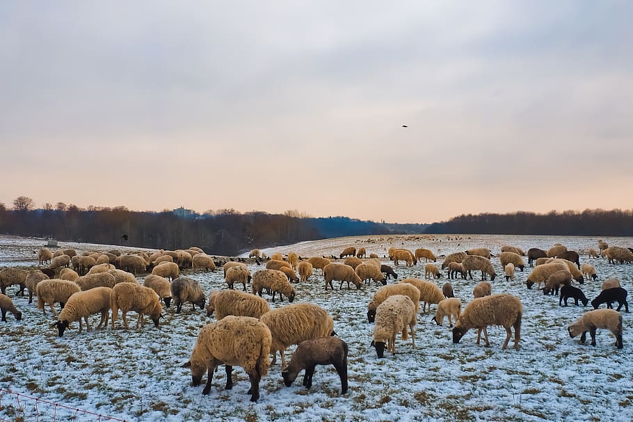 sheep, animals, lamb, wool, nature, farm, cattle, agriculture HD wallpaper