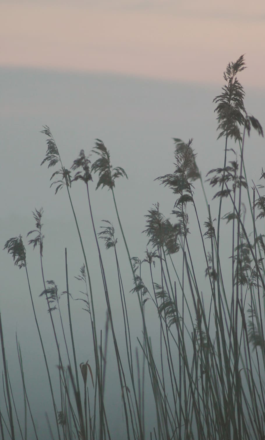 cattail, sky, growth, plant, beauty in nature, tranquility HD wallpaper