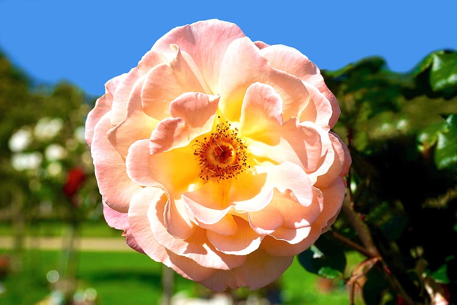 Pink Petaled Flower, bloom, blossom, close-up, flora, garden HD wallpaper