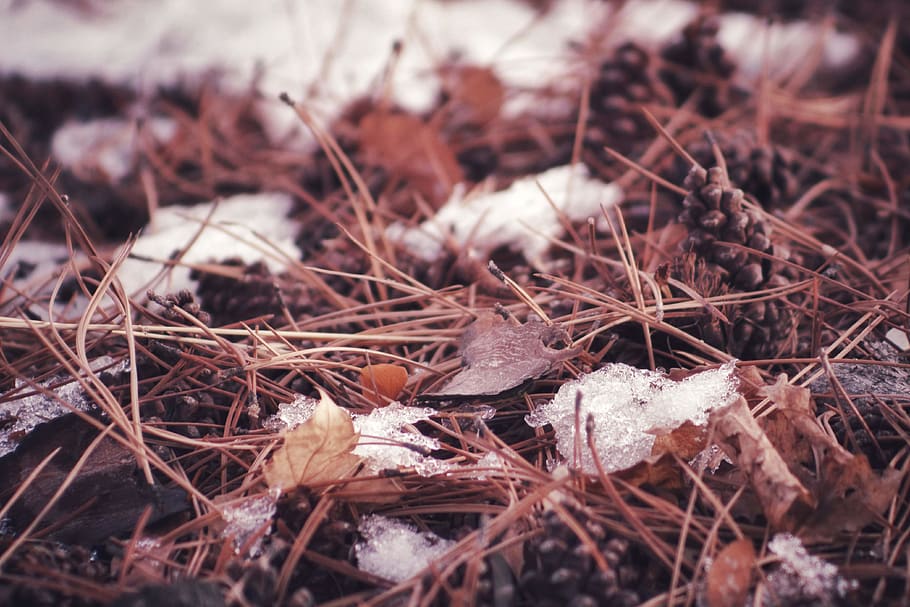 brown leaves on ground, land, close-up, field, selective focus HD wallpaper