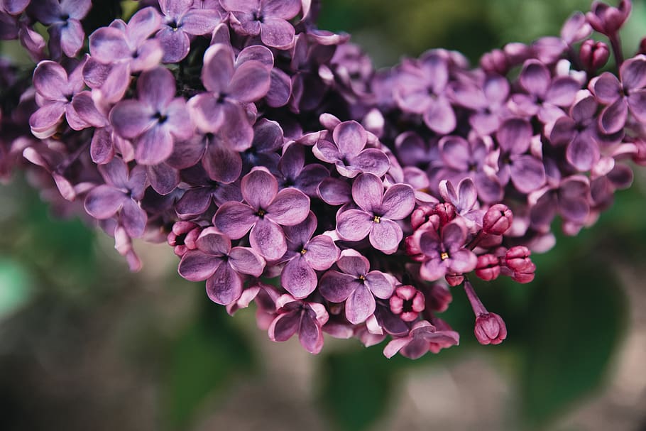 purple flowers, flowering plant, freshness, petal, close-up, fragility HD wallpaper