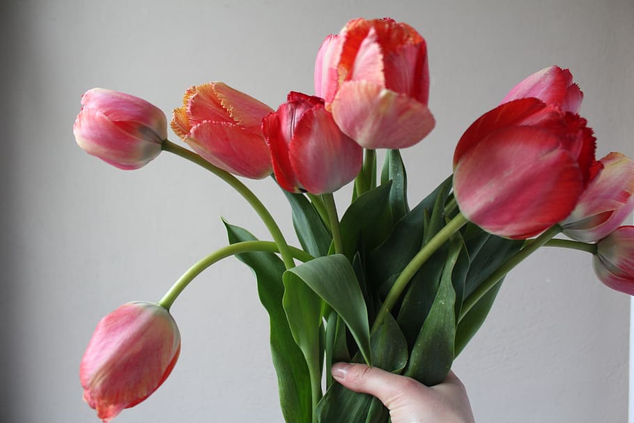 tulips, bouquet, spring, easter, gift, red, pink, flower, flowering plant HD wallpaper