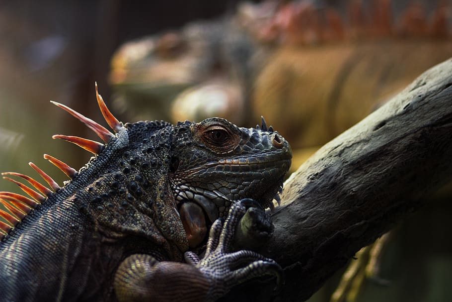 iguana, animal, lizard, reptile, rainforest, animal lizard, spike HD wallpaper
