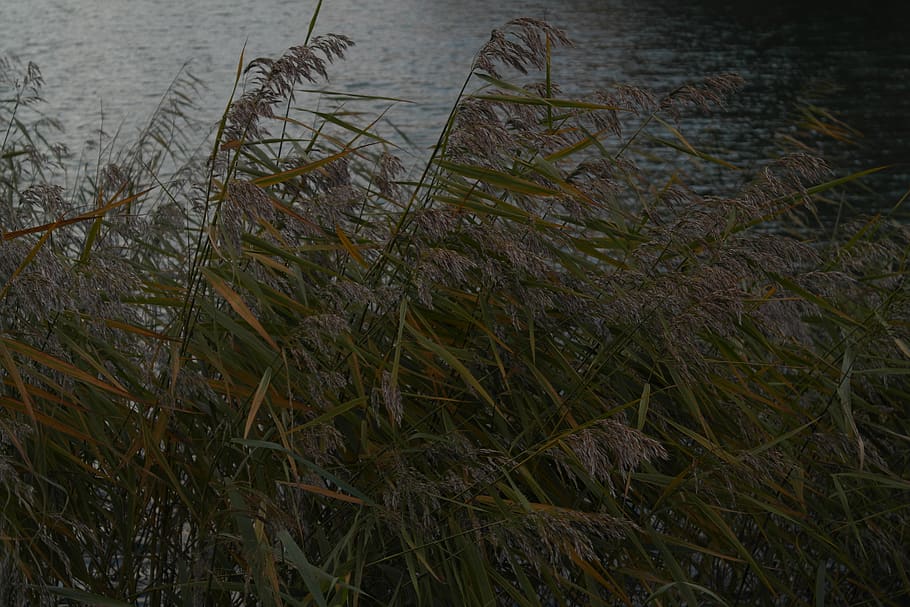 lake, wildflower, plant, grass, growth, water, tranquility HD wallpaper