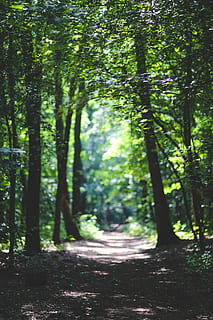 The path among the trees, forest, way, woods, plant, land, growth HD wallpaper