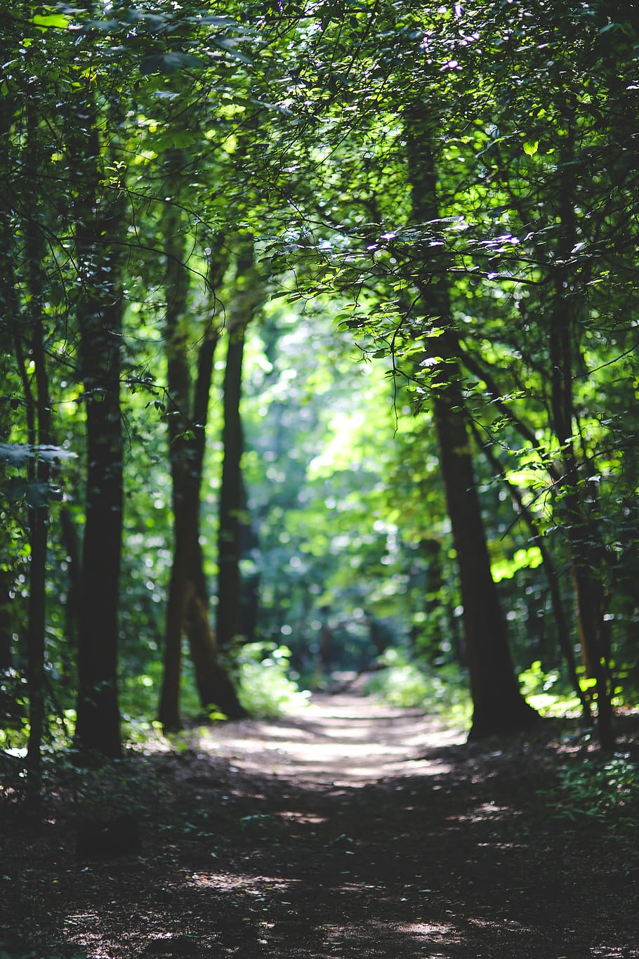 The path among the trees, forest, way, woods, plant, land, growth HD wallpaper