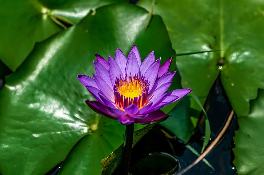 purple, lotus, flower, water, garden, lily, nature, pond, plant, HD wallpaper