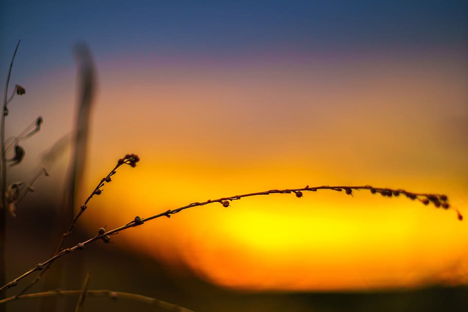 nature, evening, sunset, landscape, dusk, branch, plant, background HD wallpaper
