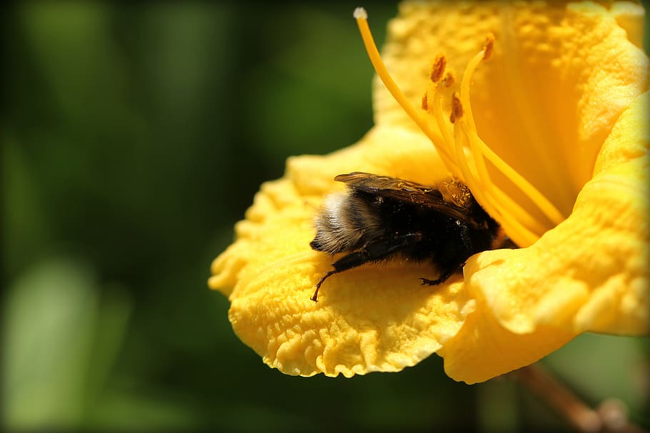 bumblebee, polleen, flowers, pollination, nature, environment HD wallpaper