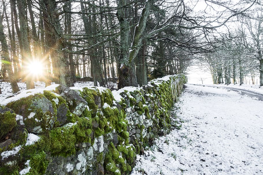 black stone fence, tree, plant, light, flare, vegetation, wall HD wallpaper