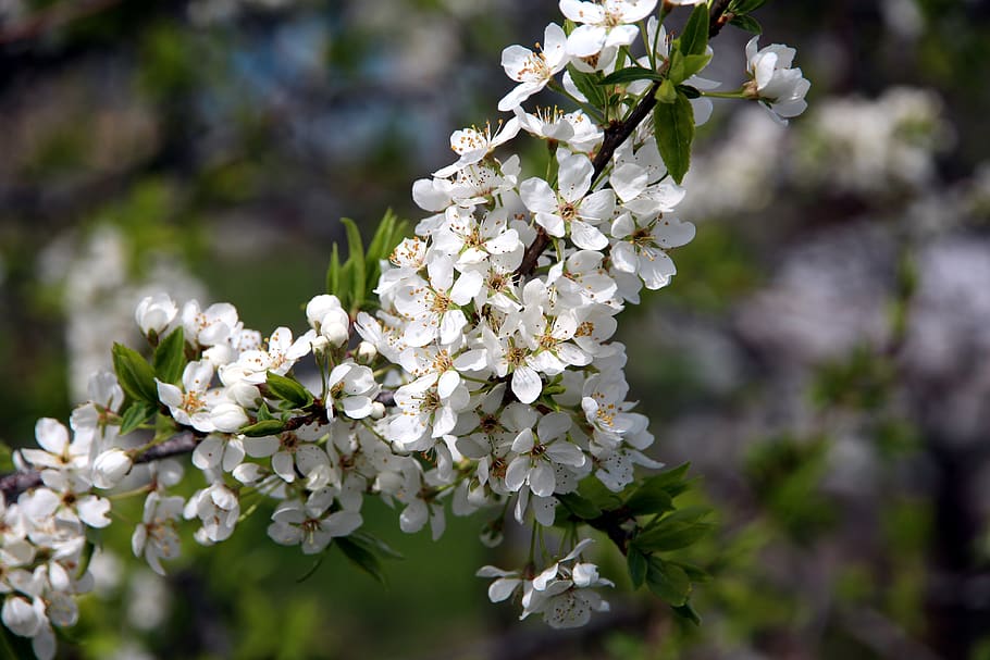 cherry, cherry blossoms, spring, white flowers, nature, garden HD wallpaper