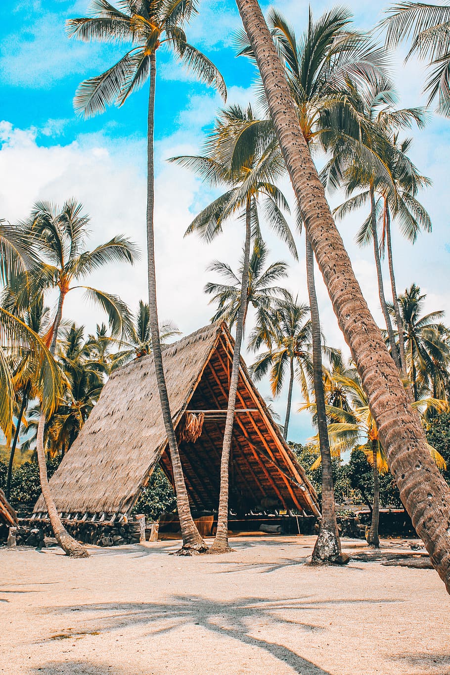 palmtrees, beach, bay, ocean, palm tree, tropical climate, sky HD wallpaper