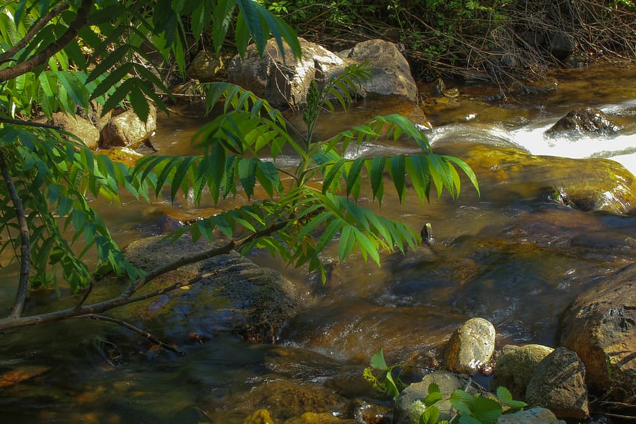 tree, forest, stream, rock, longexposure, water, creek, river HD wallpaper