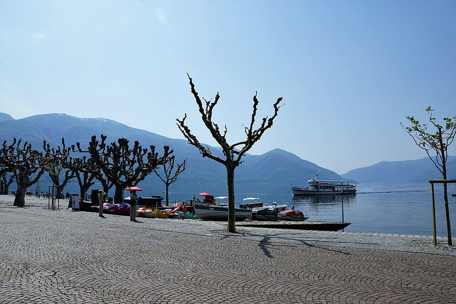 ascona, film, festival, lake, lago maggiore, water, swan, bird, HD wallpaper