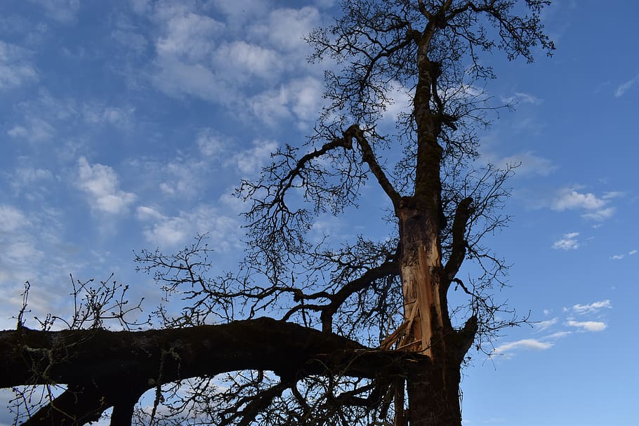 tree, plant, tree trunk, silhouette, outdoors, nature, sunlight HD wallpaper