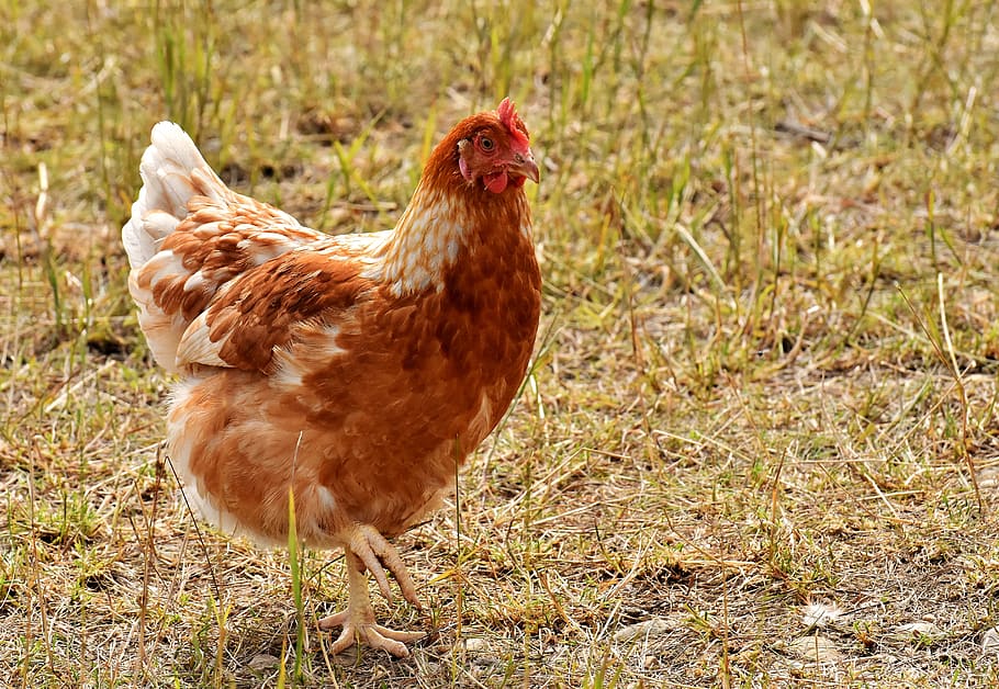 chicken, poultry, plumage, feather, farm animal, animal world HD wallpaper