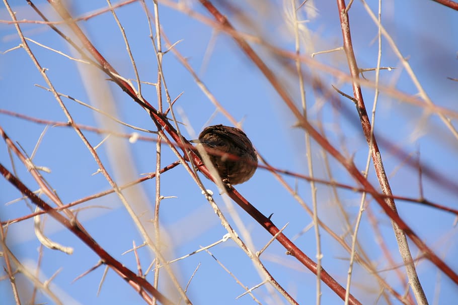 bird, blue, back, behind, sky, one animal, vertebrate, animal wildlife HD wallpaper