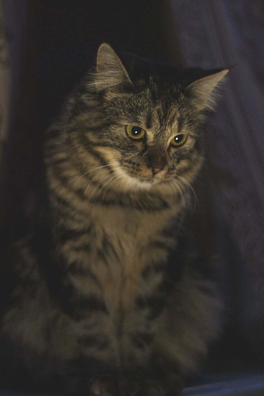 cat, pet, animal, kitty, serious, looking, night, portrait HD wallpaper