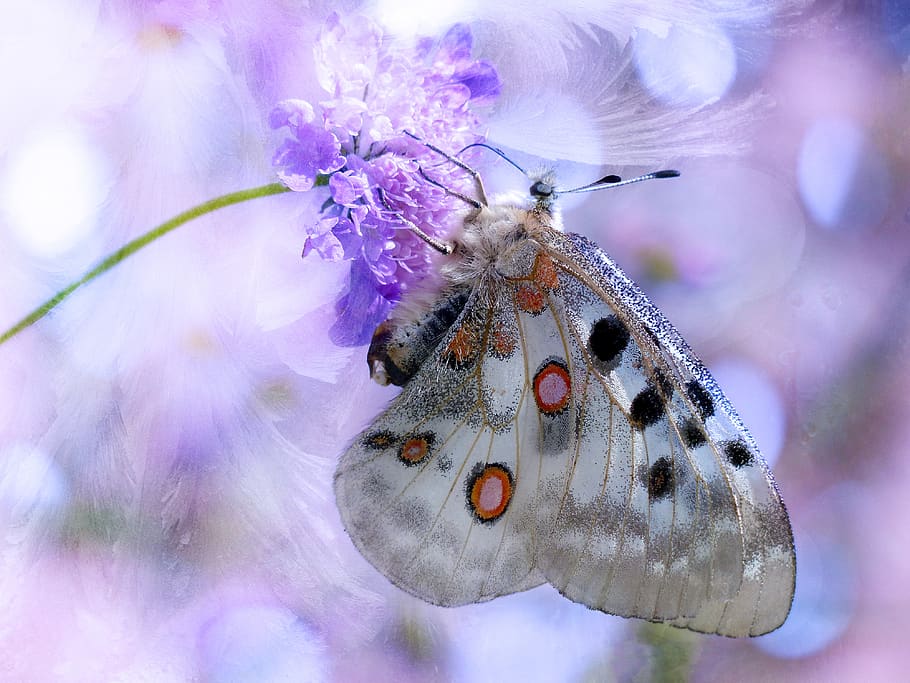 butterfly, apollo, apollofalter, invertebrate, insect, animal HD wallpaper