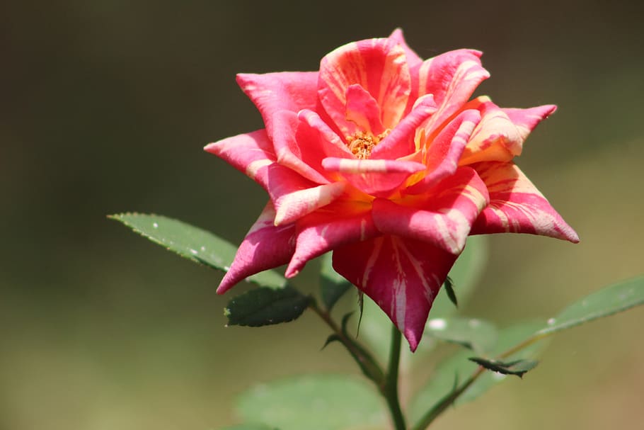 rosa, flower, spring, nature, romance, summer, flora, petal HD wallpaper