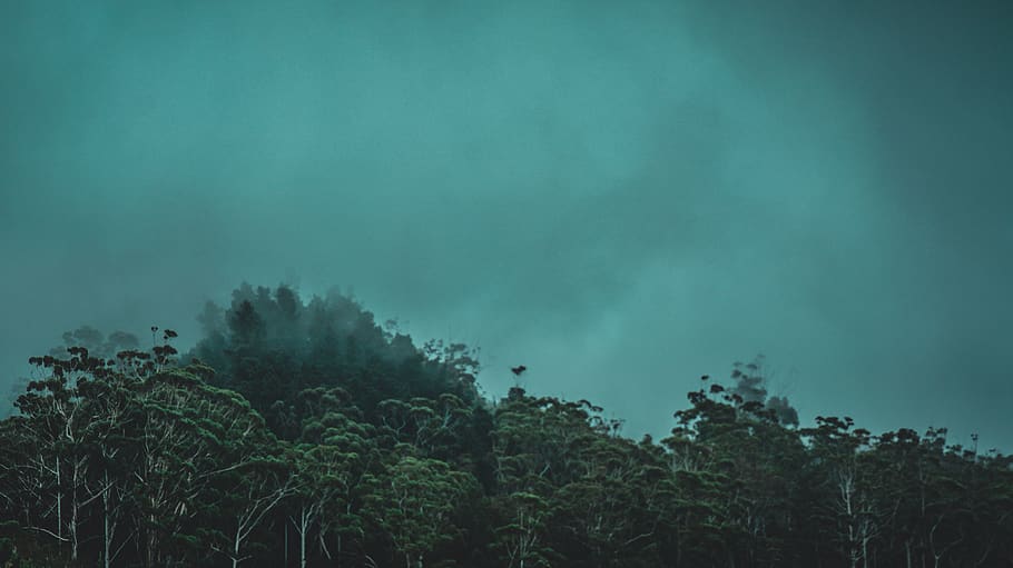 green leafed trees, plant, beauty in nature, sky, growth, tranquility HD wallpaper