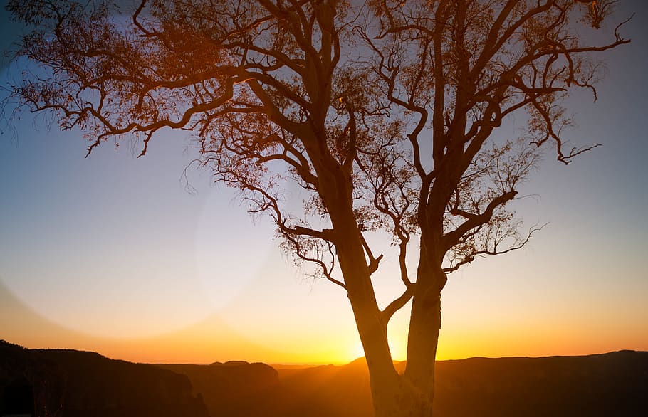 Silhouette Photo of Tree, backlit, dusk, evening, landscape, outdoors HD wallpaper