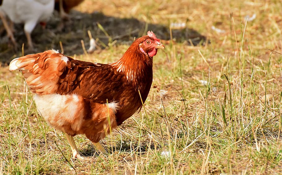 chicken, poultry, plumage, feather, farm animal, animal world HD wallpaper
