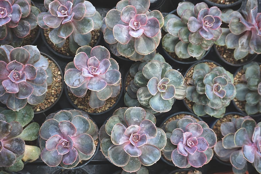 green succulent plants, beauty in nature, no people, close-up HD wallpaper