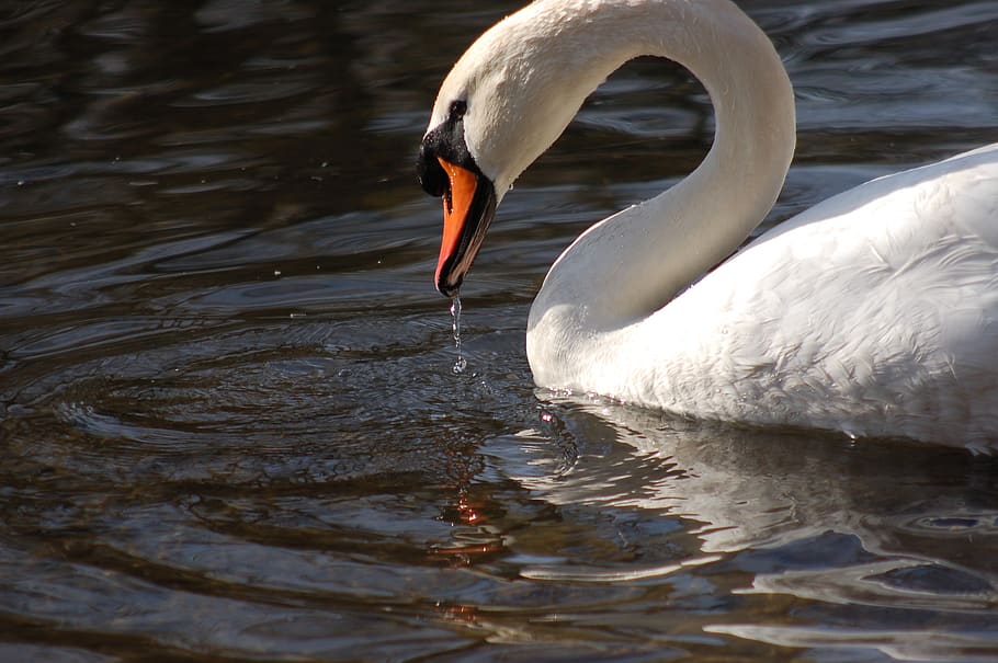 birds, swans, beak, feather, water, animals in the wild, animal themes HD wallpaper