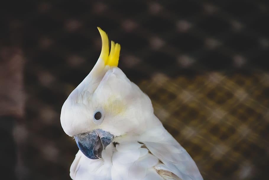 White Cockatoo With Yellow Crest, animal, background, blur, close-up HD wallpaper