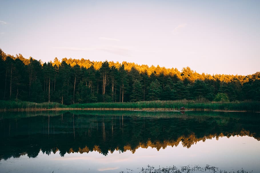 tree, lake, forest, summer, reflections, evening, nature, landscape HD wallpaper