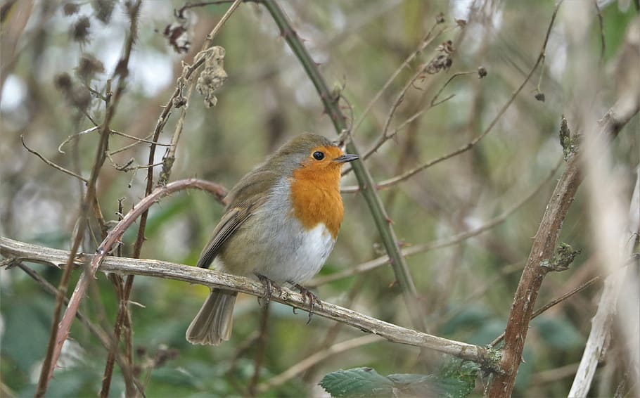 robin, wildlife, bird, perched, nature, animal themes, one animal HD wallpaper
