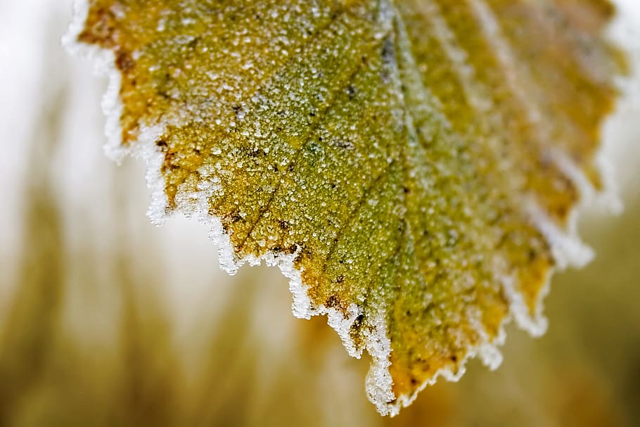 shallow focus photography of green and brown lea, frost, leaf HD wallpaper