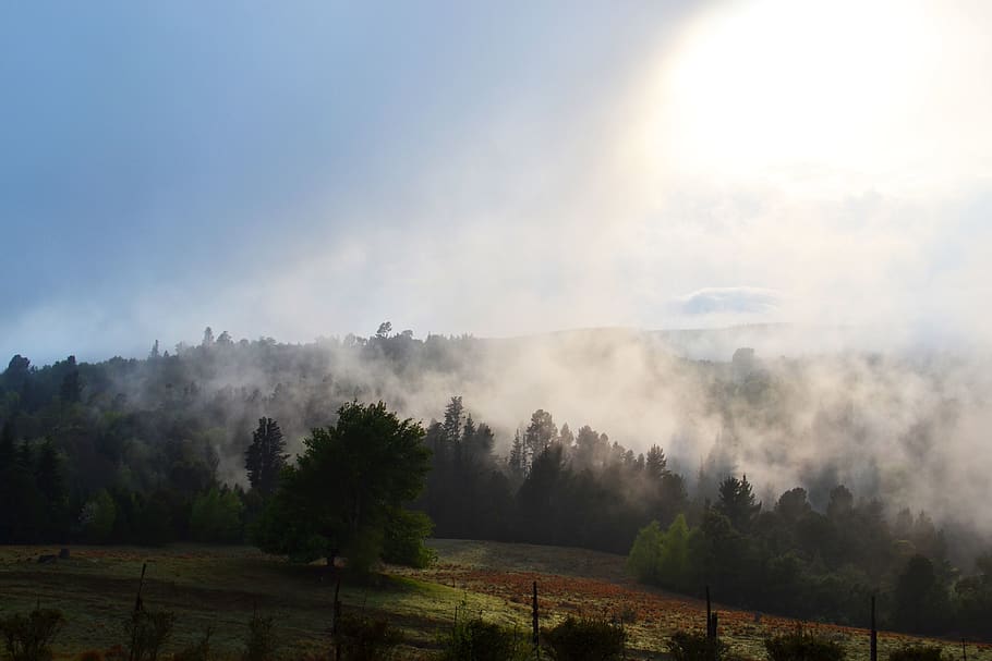 south africa, hogsback, tree, plant, tranquil scene, beauty in nature HD wallpaper