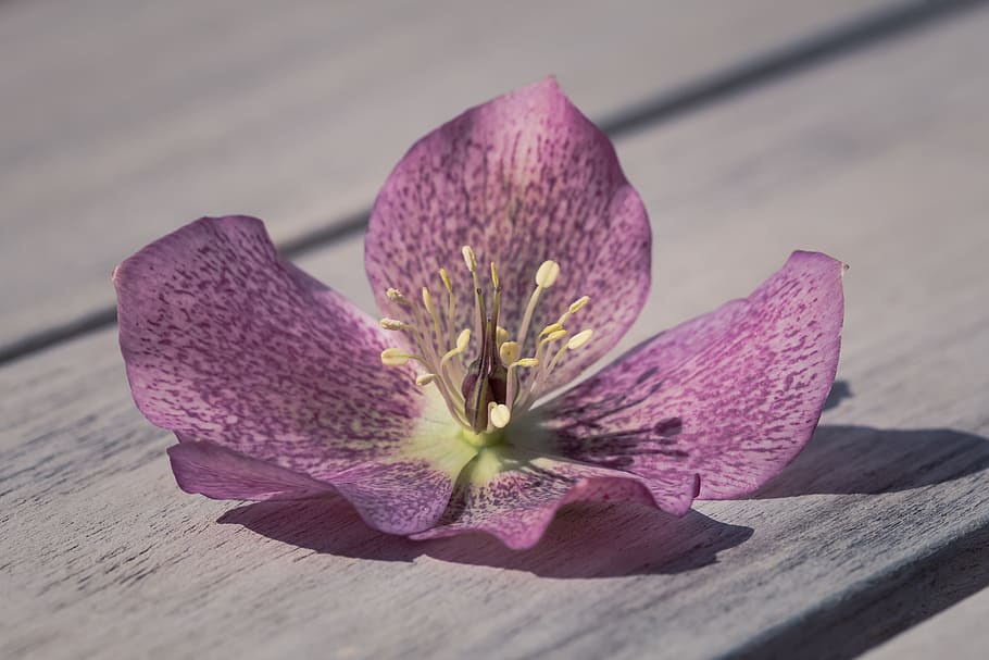 Close-Up Photography of Purple Flower, beautiful, bloom, blooming HD wallpaper