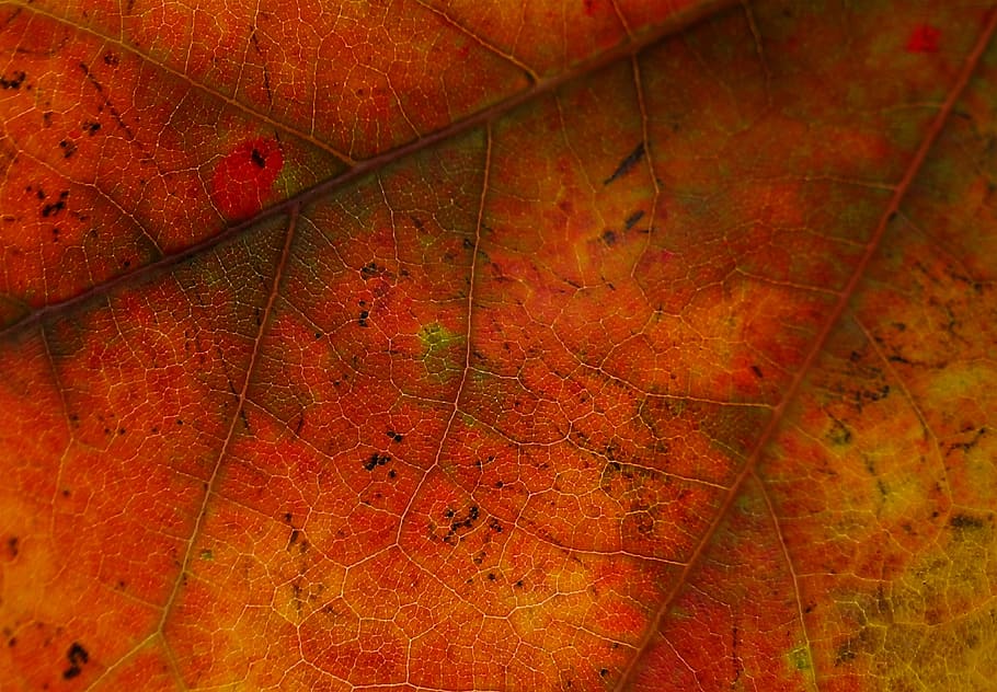 brown leaf, red maple, leafe, wallpaper, close up, macro, macroscopic HD wallpaper