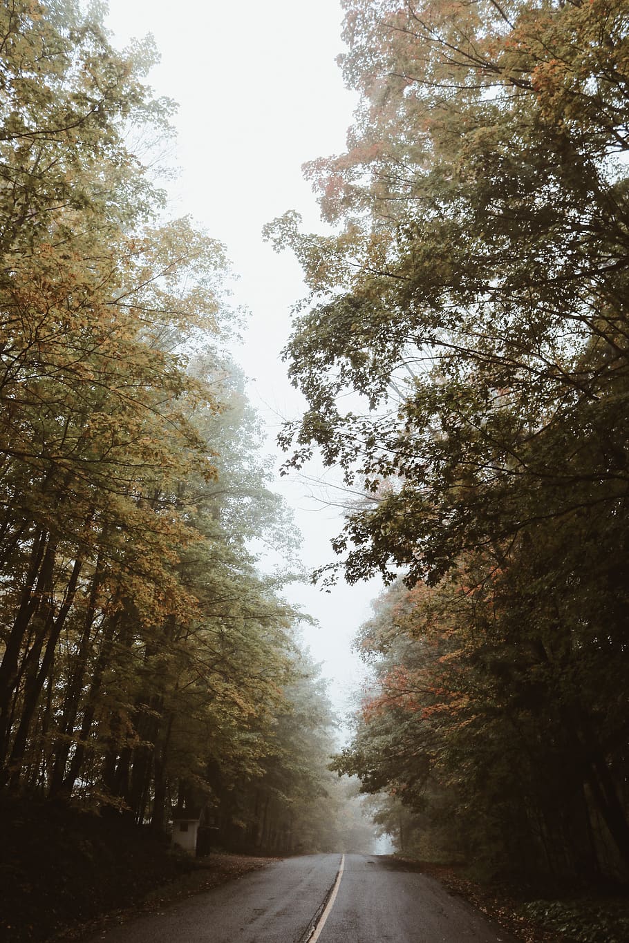 road between trees at daytime, dirt road, gravel, way, highway HD wallpaper