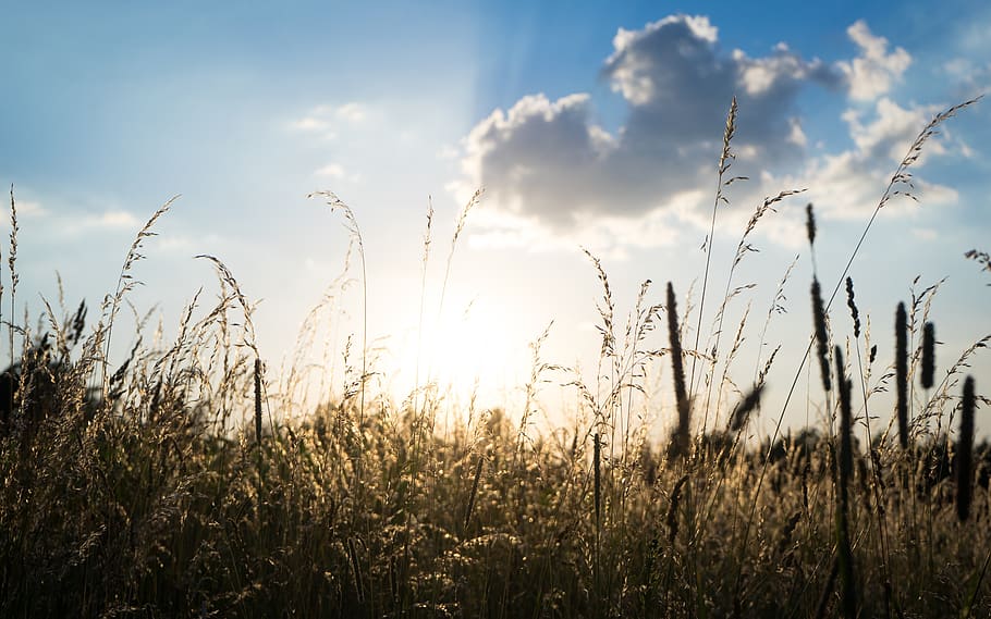cornfield, cereals, nature, sky, wheat, spike, rural, idyllic HD wallpaper