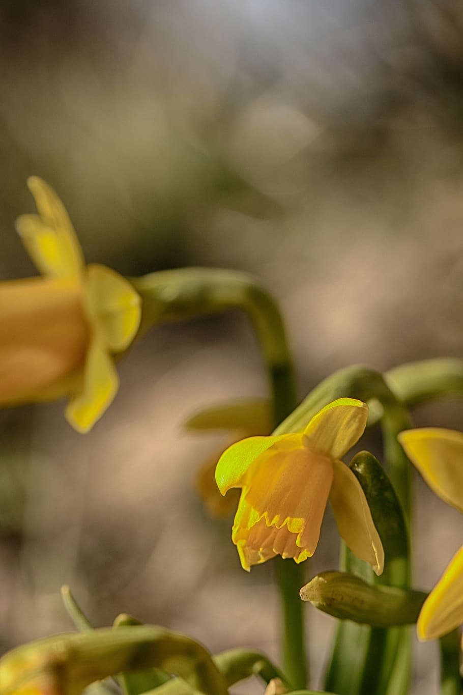 flower, lily, yellow, spring, nature, garden, flowering plant HD wallpaper
