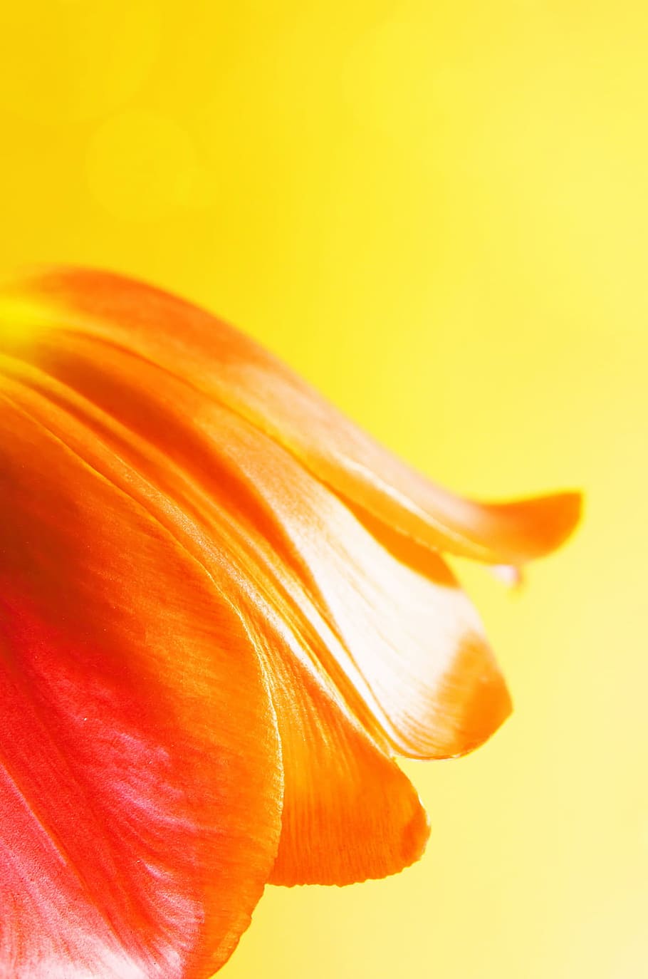 background, beautiful, blossom, botany, daisy, flora, flower HD wallpaper