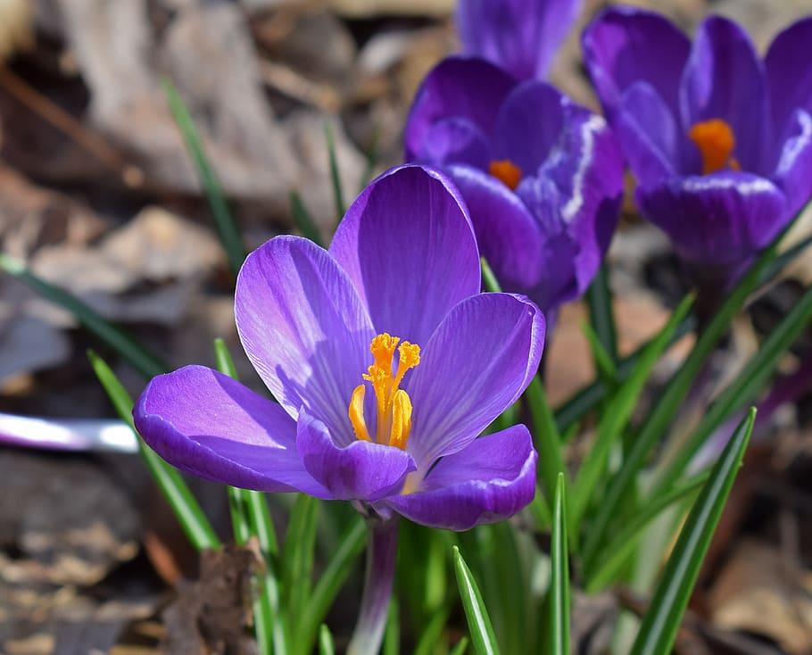 Purple Petaled Flowers, beautiful, bloom, blooming, blossom, blur HD wallpaper