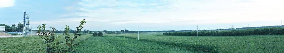 countryside, agriculture, plant, landscape, field, sky, crop HD wallpaper