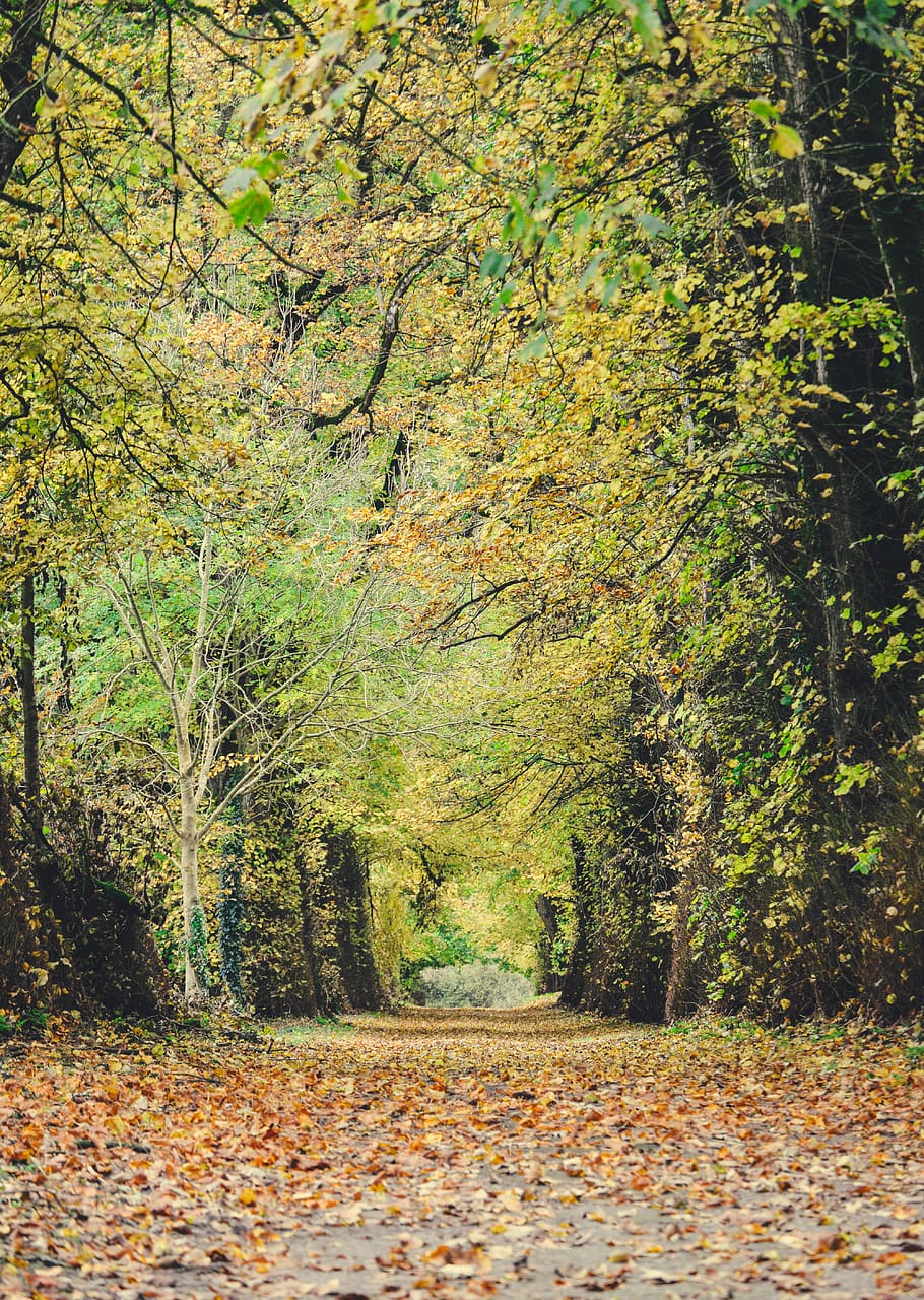 green-leafed trees and plants, autumn, change, land, tranquility HD wallpaper