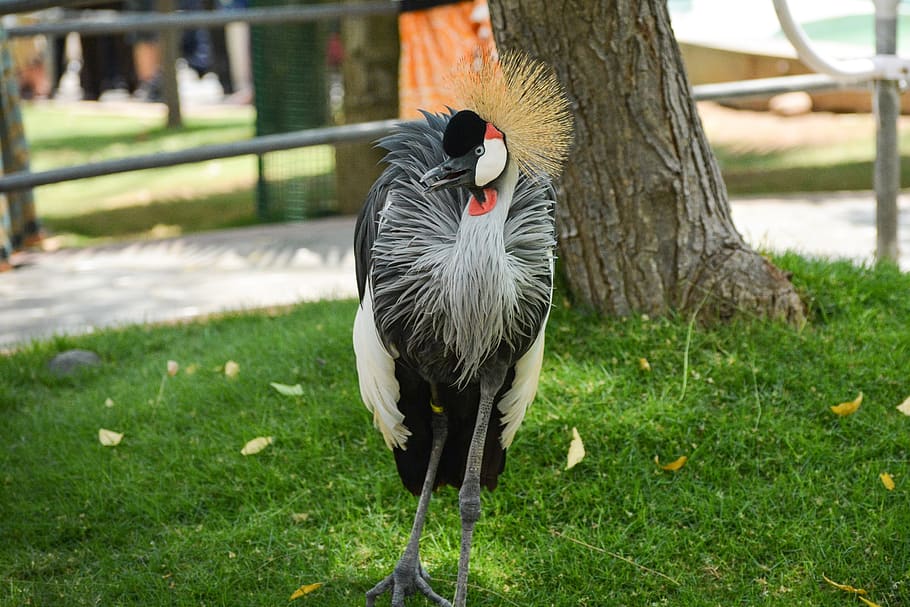 crane, crowned, bird, uganda, feather, beak, nature, bird sanctuary HD wallpaper