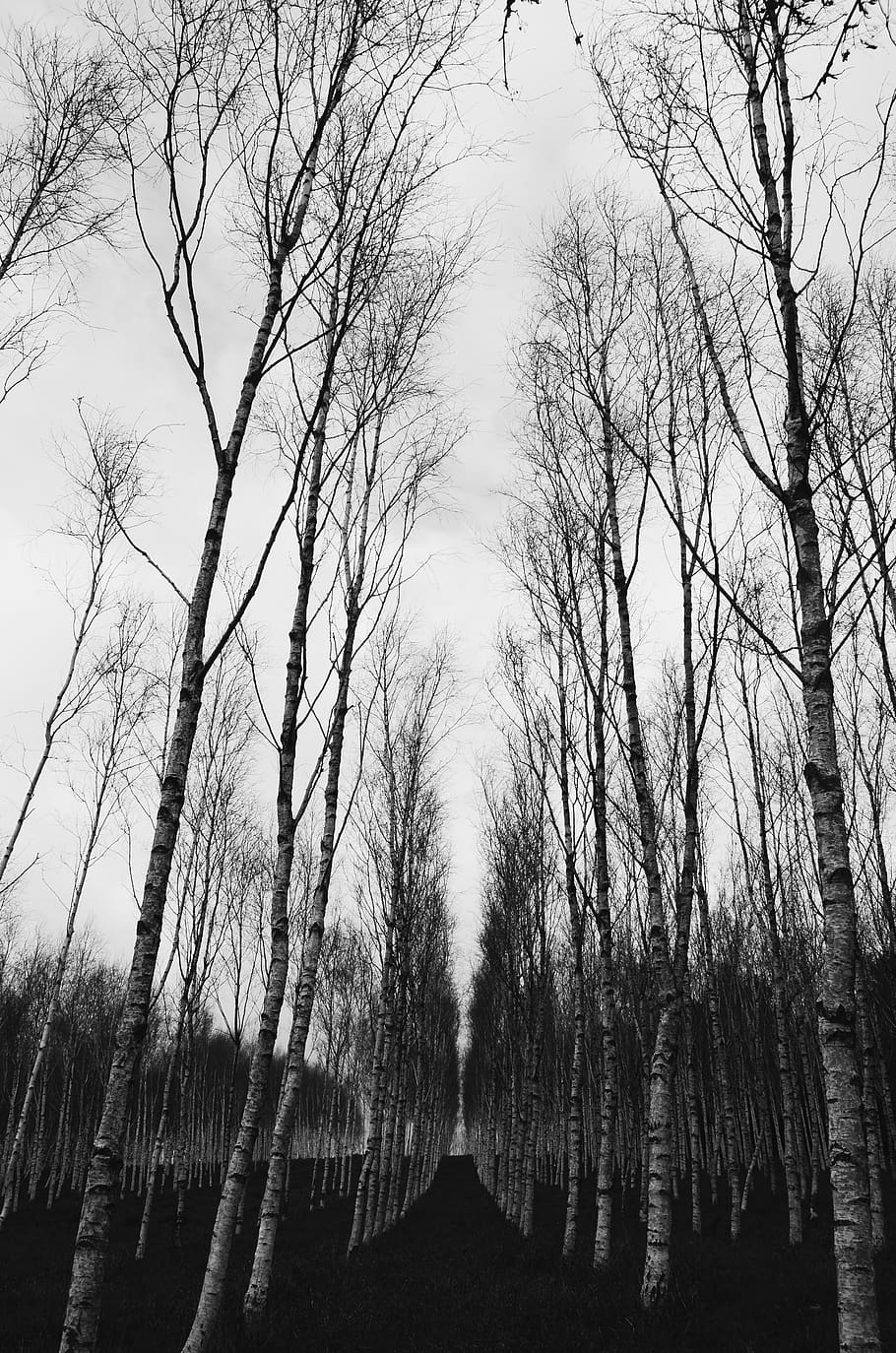 trees, forest, black and white, denmark, nature, landscape HD wallpaper