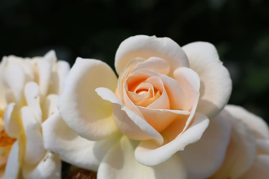 rose, cream, blossom, bloom, romantic, rose bloom, summer, white HD wallpaper