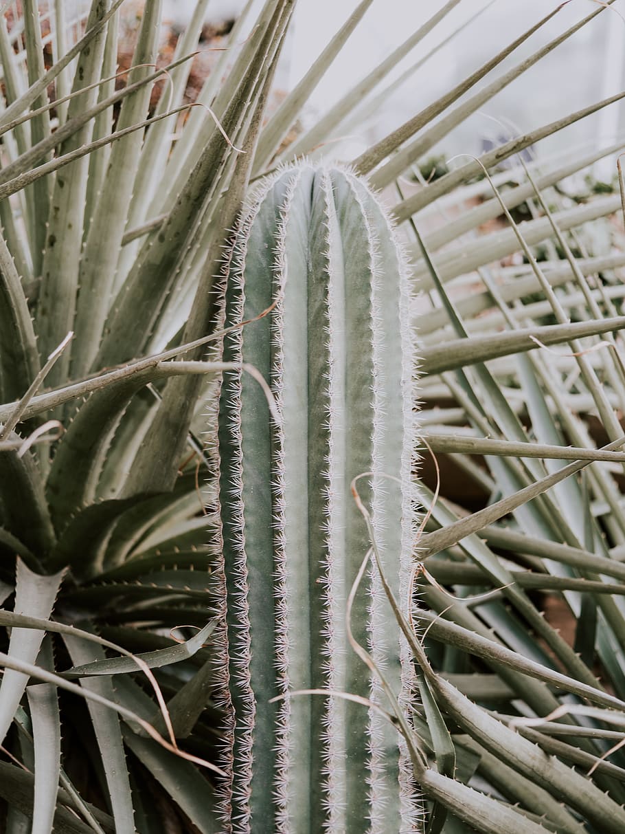 cactus plant during daytime, growth, succulent plant, close-up HD wallpaper