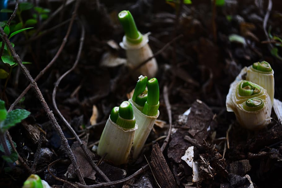 scallion, onion, plants, growth, nature, plant part, leaf, green color HD wallpaper
