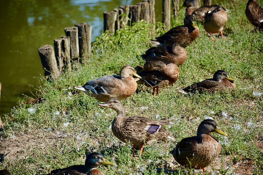 italy, ducks, smiling, bird, group of animals, animal themes HD wallpaper