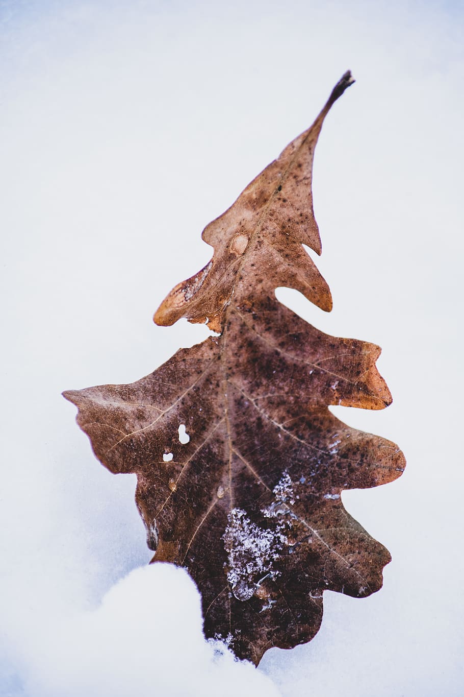 dried brown leaf on snowfield, no people, close-up, nature, cold temperature HD wallpaper